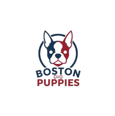Anastasia Boston Terrier Puppies